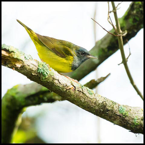 Mourning Warbler