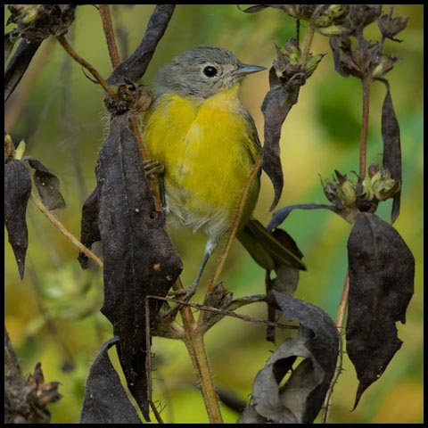 Nashville Warbler