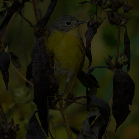 Nashville Warbler