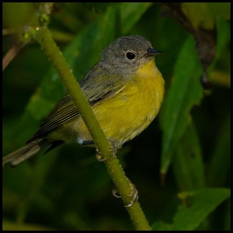 Nashville Warbler