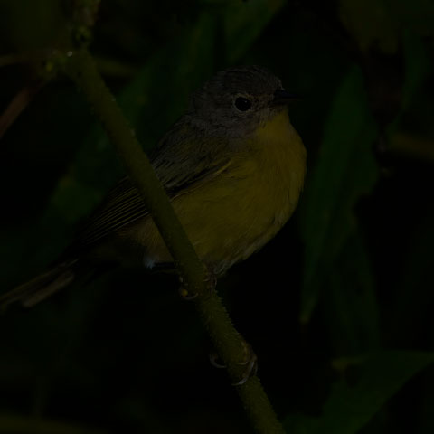 Nashville Warbler