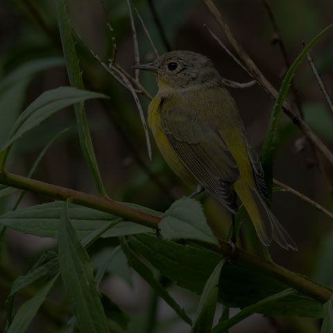 Nashville Warbler