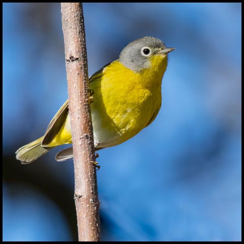 Nashville Warbler