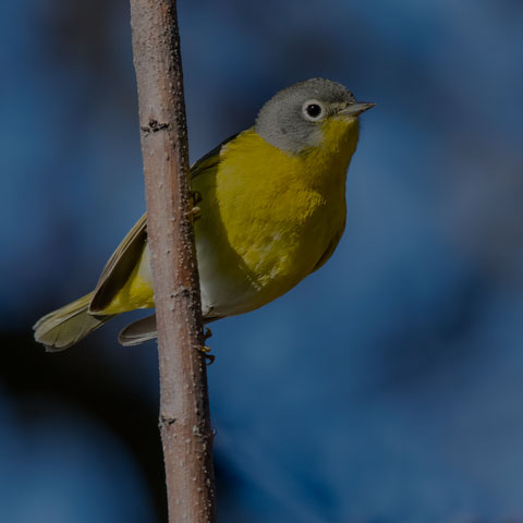 Nashville Warbler