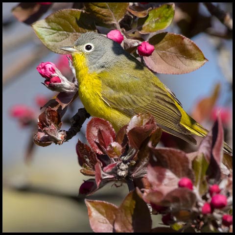 Nashville Warbler