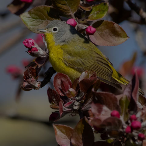 Nashville Warbler