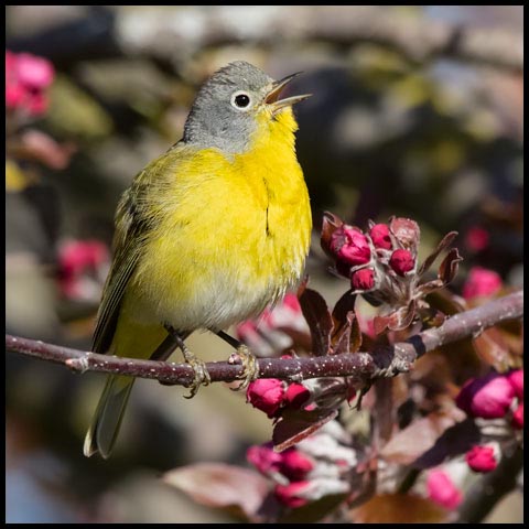 Nashville Warbler