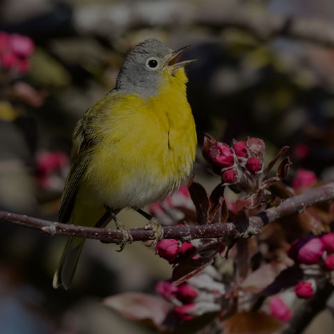 Nashville Warbler