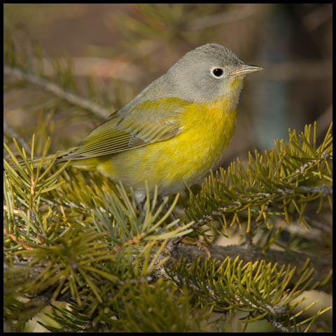 Nashville Warbler