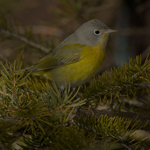 Nashville Warbler