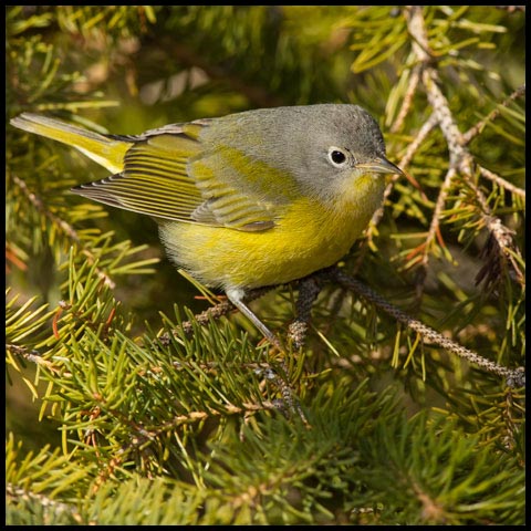 Nashville Warbler