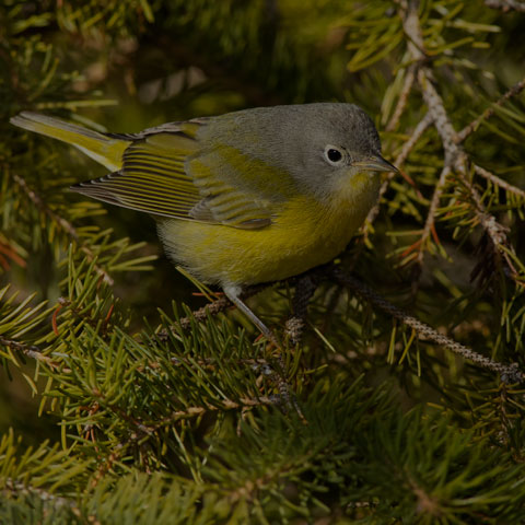 Nashville Warbler