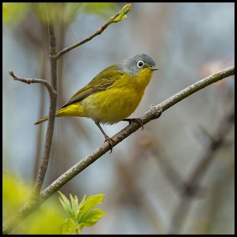 Nashville Warbler
