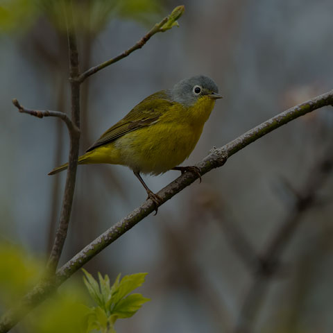 Nashville Warbler