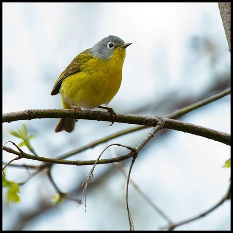 Nashville Warbler