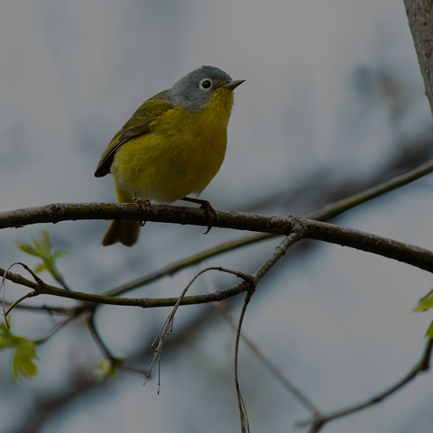 Nashville Warbler