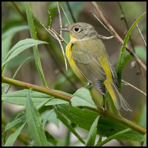 Nashville Warbler