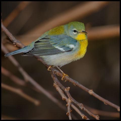 Northern Parula