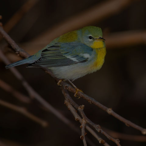 Northern Parula