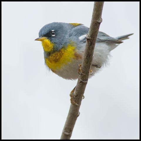 Northern Parula