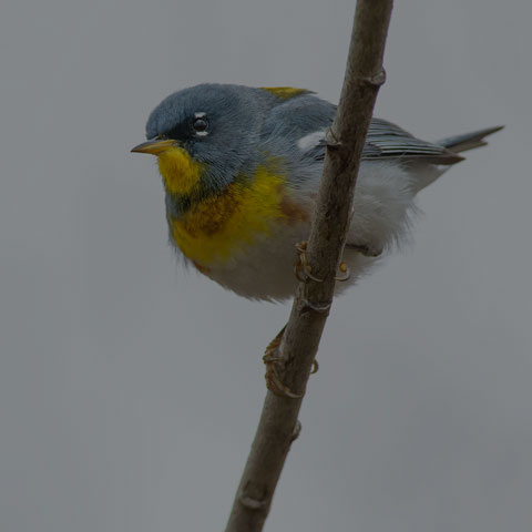 Northern Parula