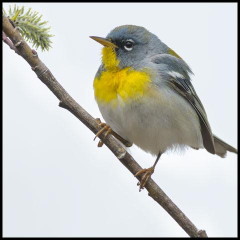 Northern Parula
