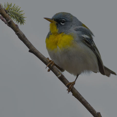 Northern Parula
