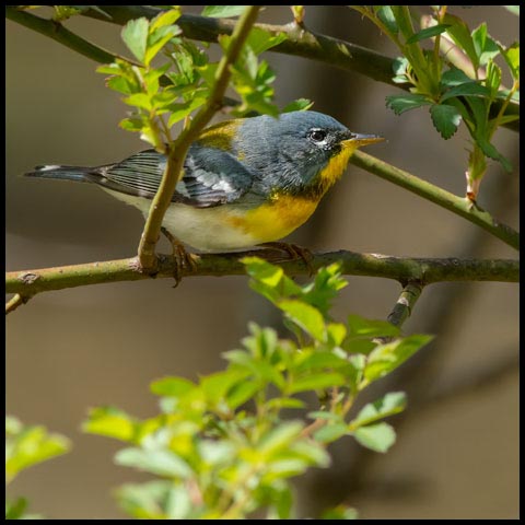 Northern Parula