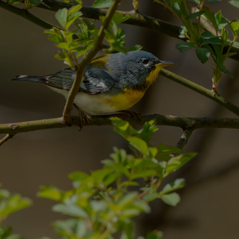 Northern Parula