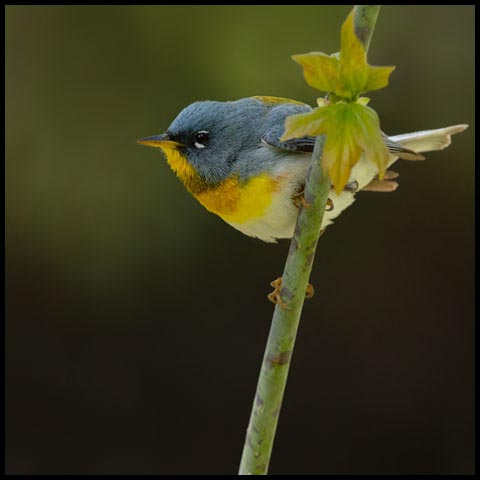 Northern Parula