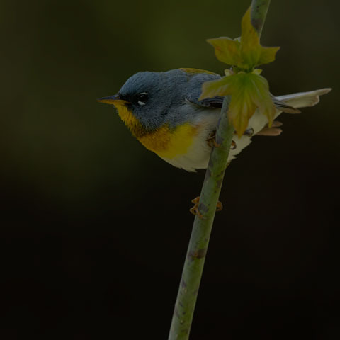 Northern Parula