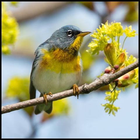 Northern Parula