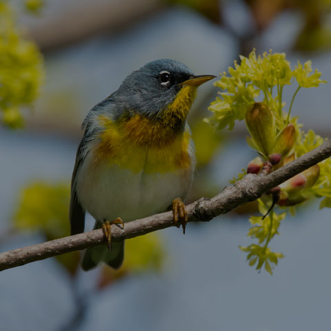 Northern Parula
