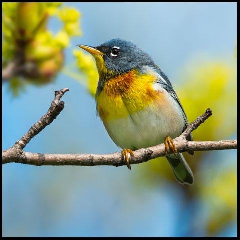 Northern Parula