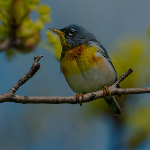 Northern Parula