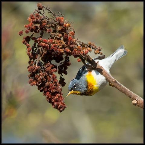 Northern Parula