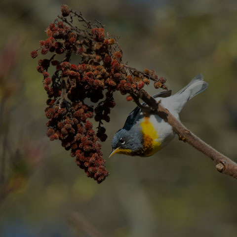 Northern Parula
