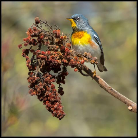 Northern Parula