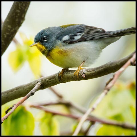 Northern Parula