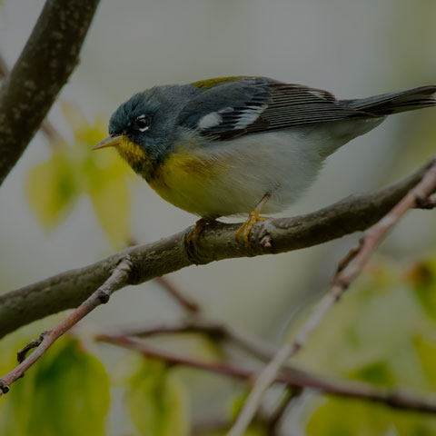 Northern Parula