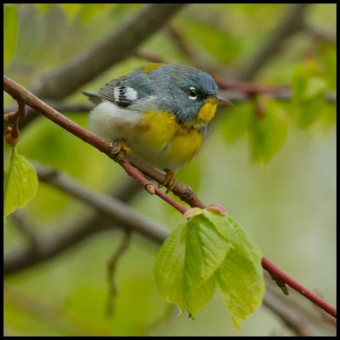Northern Parula