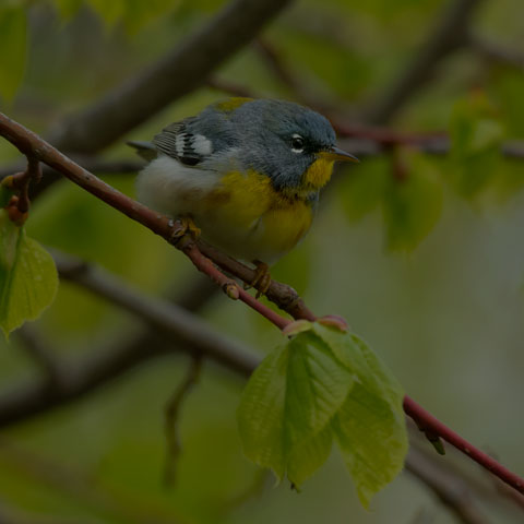 Northern Parula