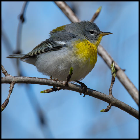 Northern Parula