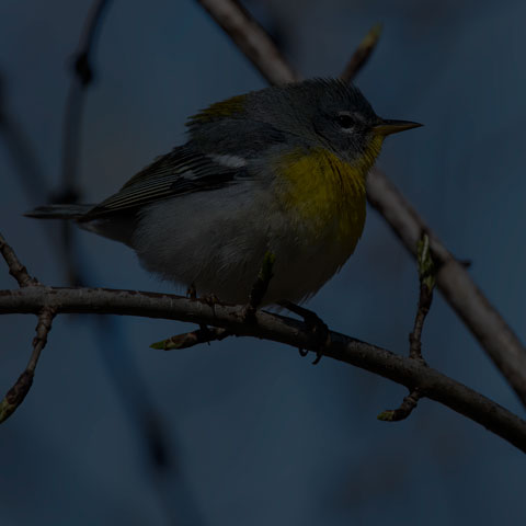 Northern Parula