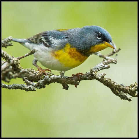 Northern Parula