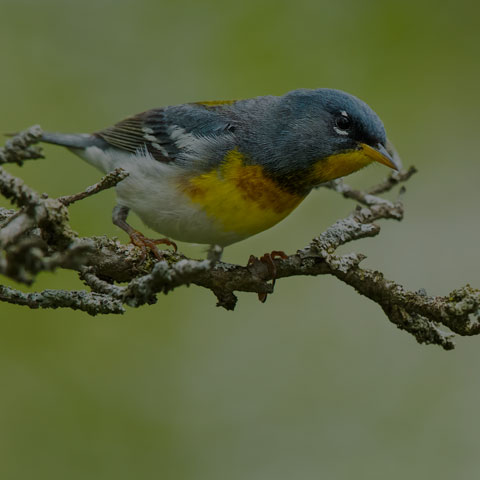 Northern Parula
