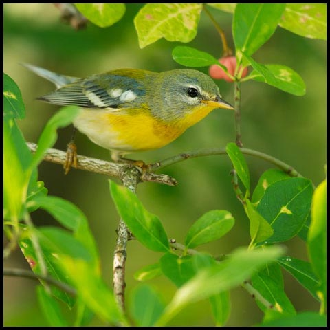 Northern Parula
