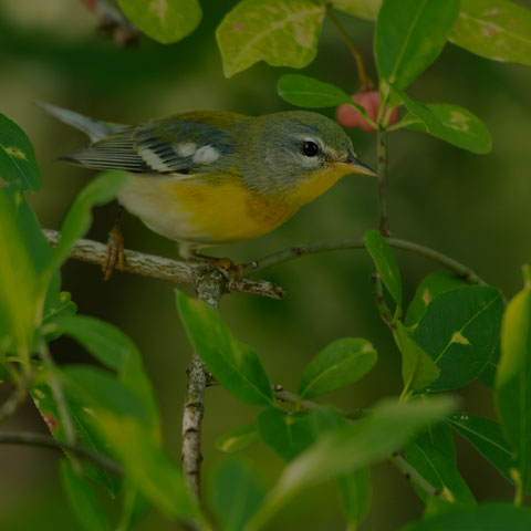 Northern Parula
