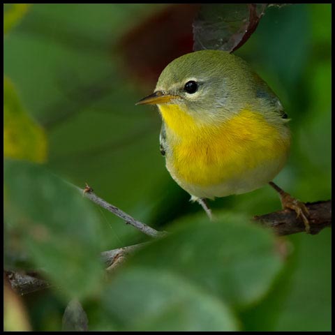 Northern Parula