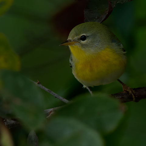 Northern Parula